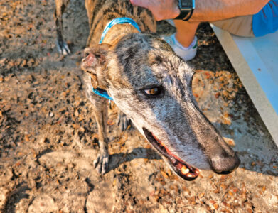 article image - Hunting Dogs 2